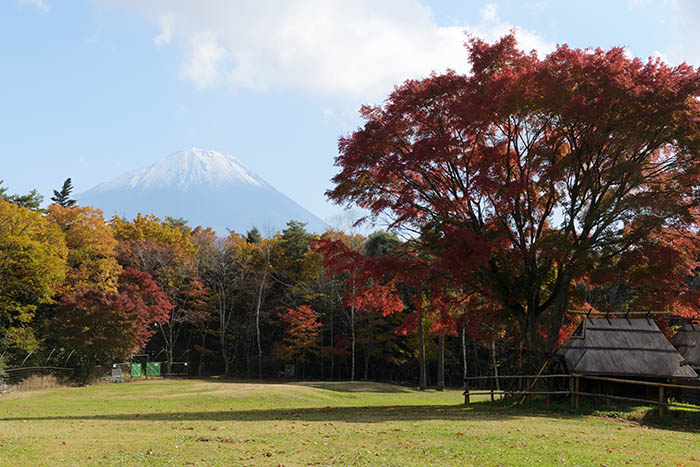 楓の巨木と富士山