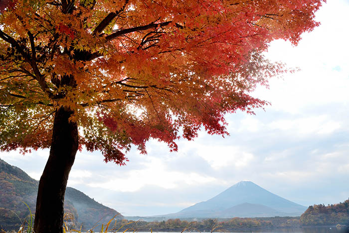 精進湖の紅葉