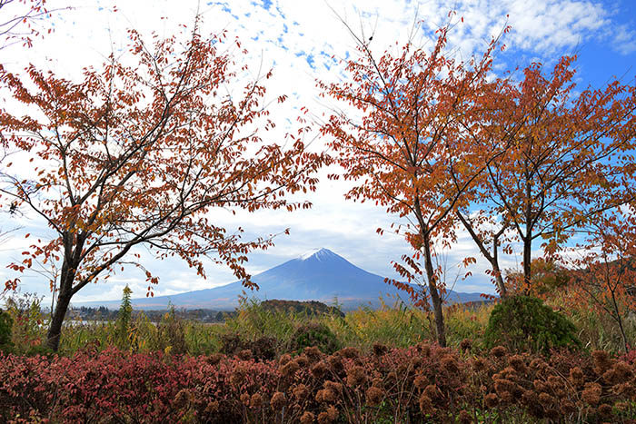 桜葉の紅葉