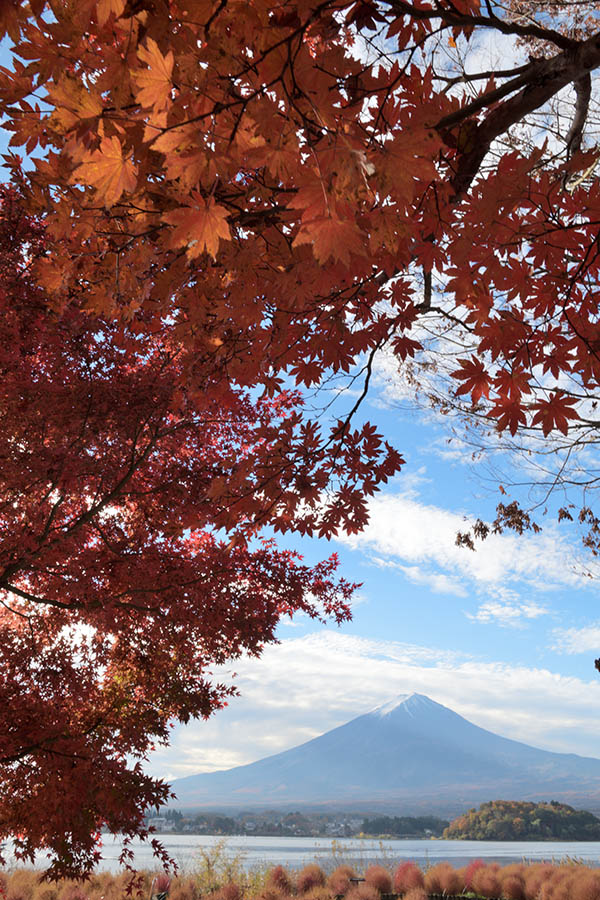 紅葉と富士山