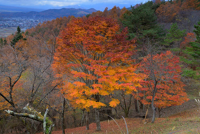 二十曲峠の楓の紅葉