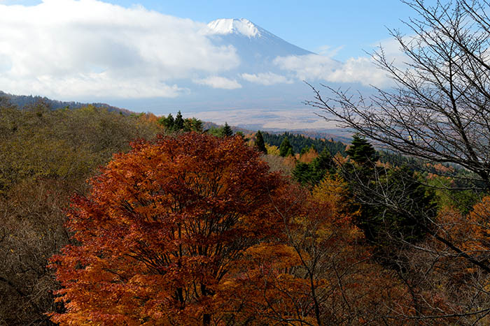 楓の巨木と富士山