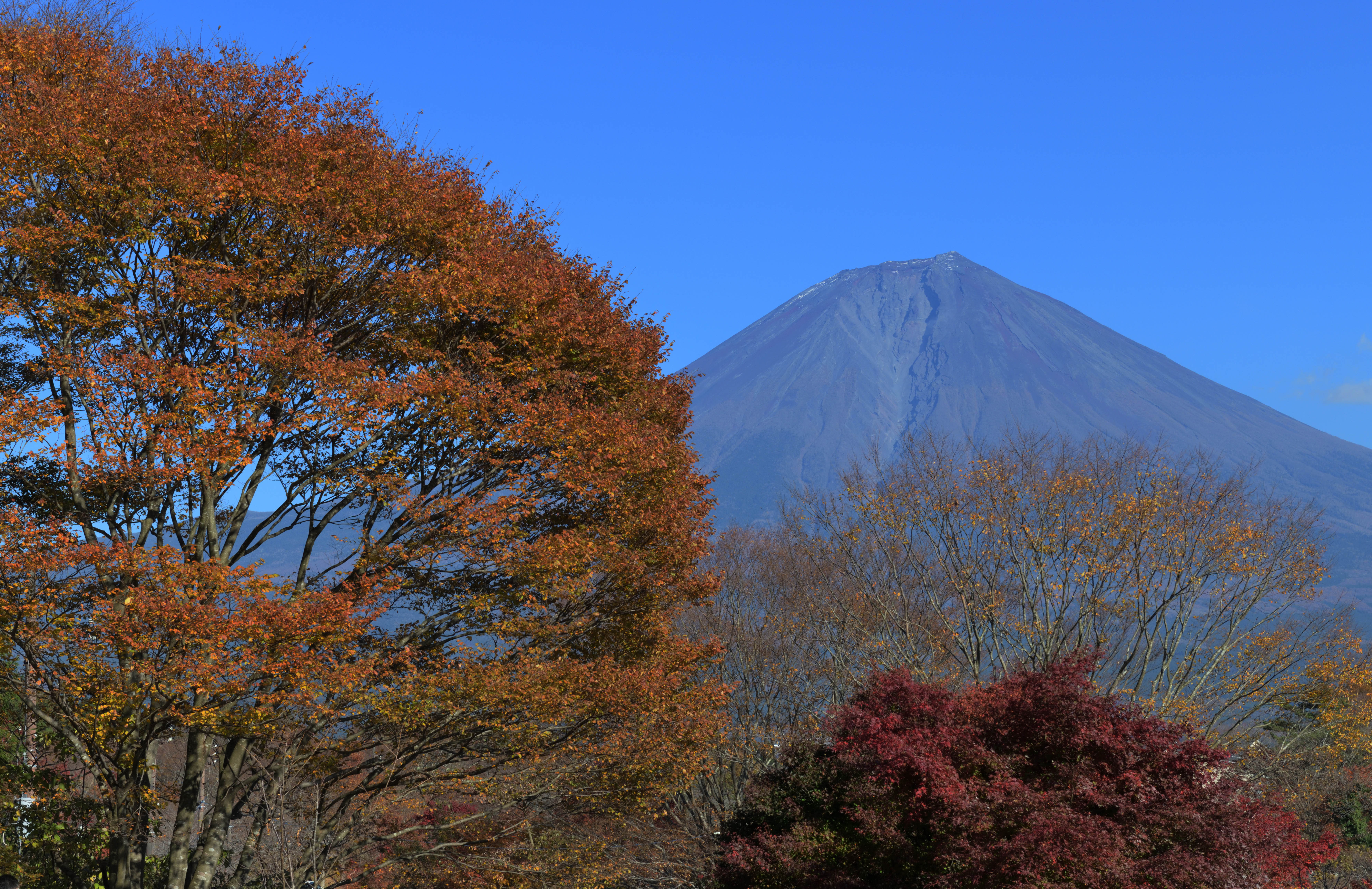 紅葉終盤の田貫湖