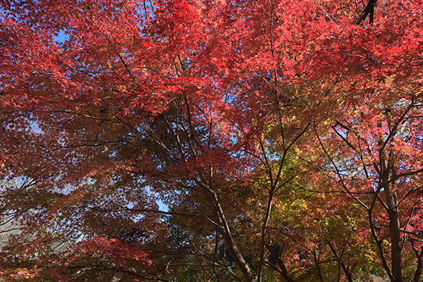 寸又峡は紅葉終盤