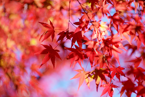 紅葉の輝き