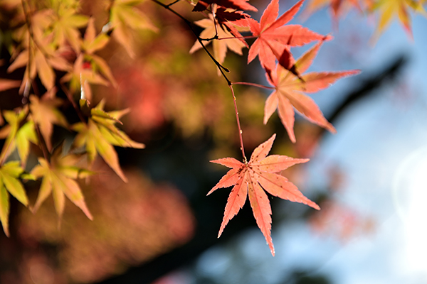 最後の輝き