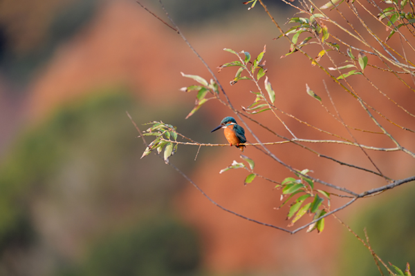 紅葉染まる、佐鳴湖