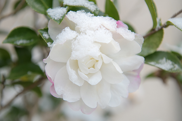 山茶花、雪に咲く