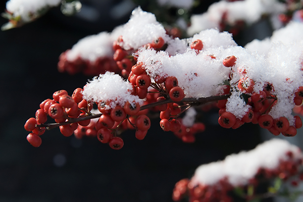 雪の朝