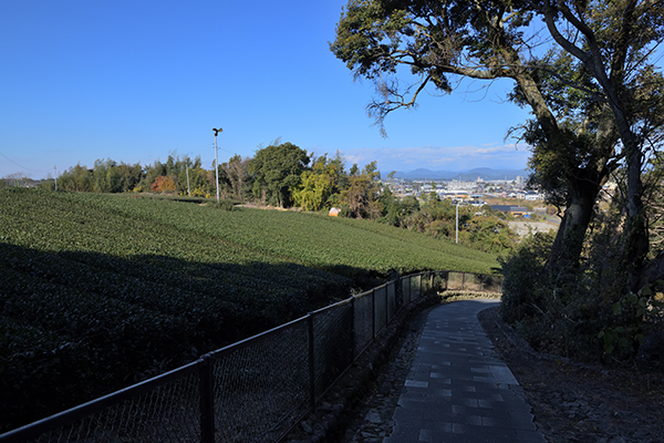 いまでは茶畑の横を登ってゆくのです