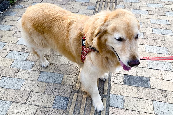 お堀のゴールデンリトリバー