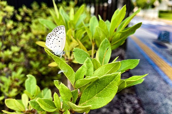 城内中学校の花壇のベニシジミ