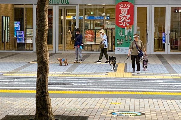 保護犬りんちゃんにみつかる