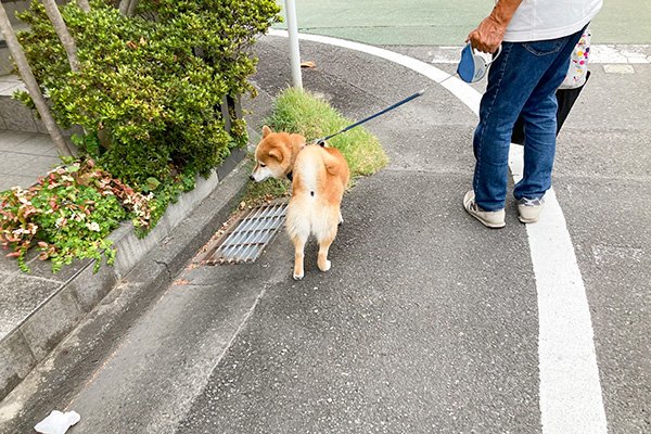 散歩中ハッピーちゃんに気が付かれる