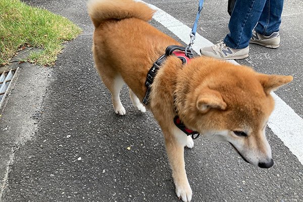 happiyちゃん6歳。もう大人ですね