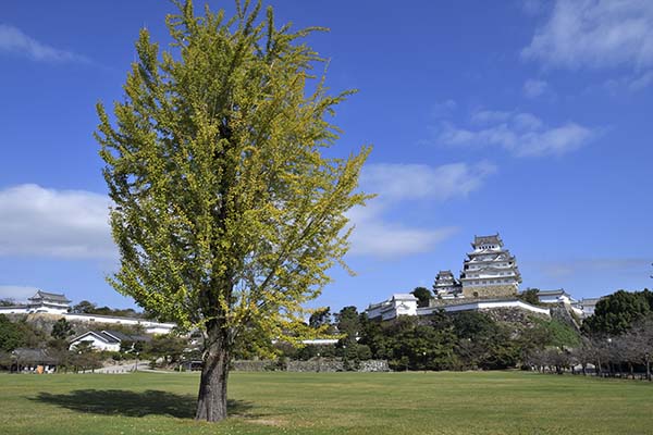 20分弱で姫路城