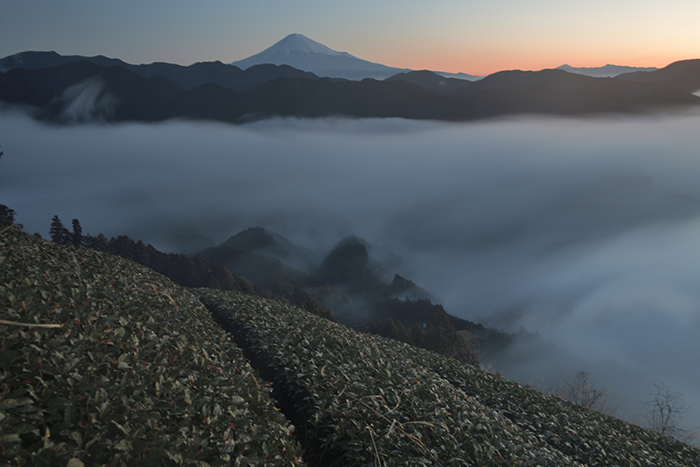 雲上の茶畑