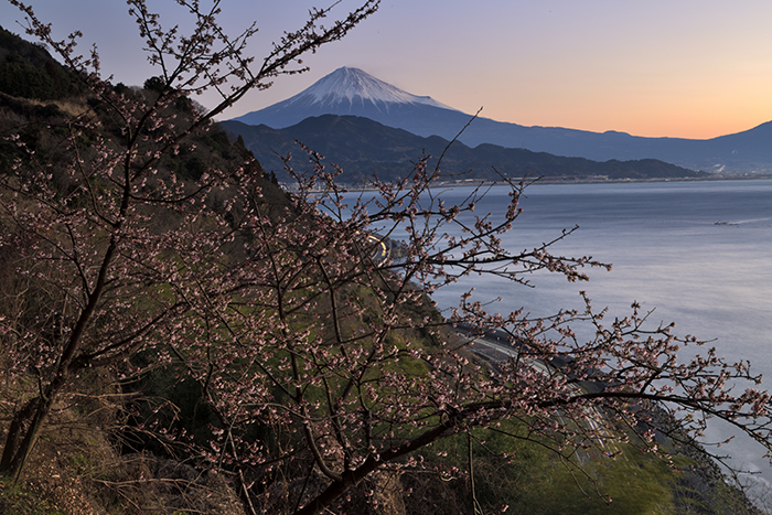 興津さくら開花