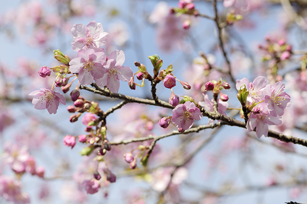 河津桜