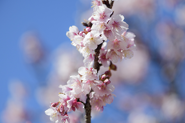 興津桜満開でした