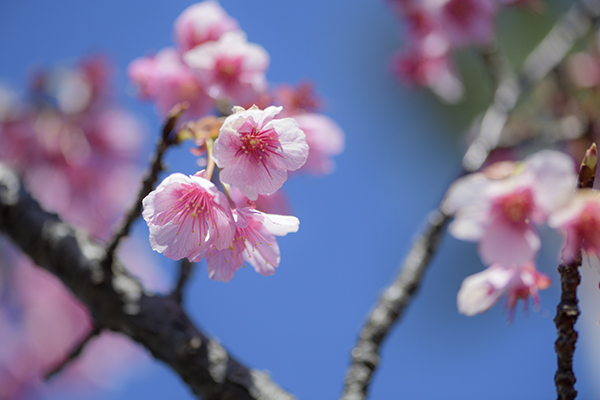 赤い興津桜