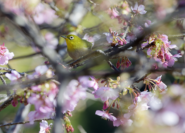 河津桜咲く