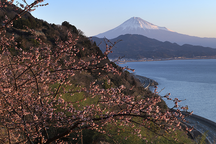 興津桜の目覚め