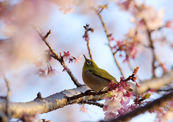 可憐な桜とメジロ