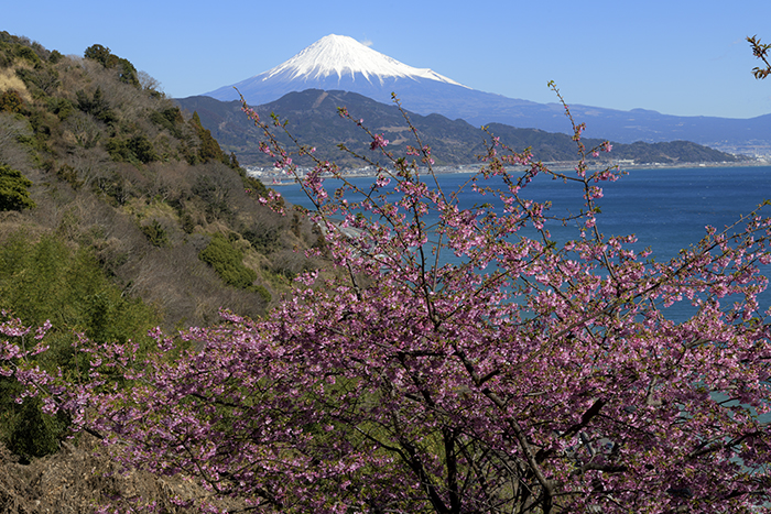 興津桜咲く