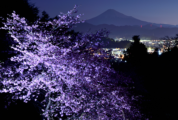 徳願寺夜景