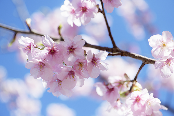 花は終盤でしたがきれいです