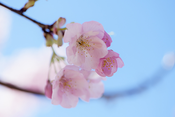 可憐な花