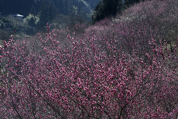 虻田福寿草の里