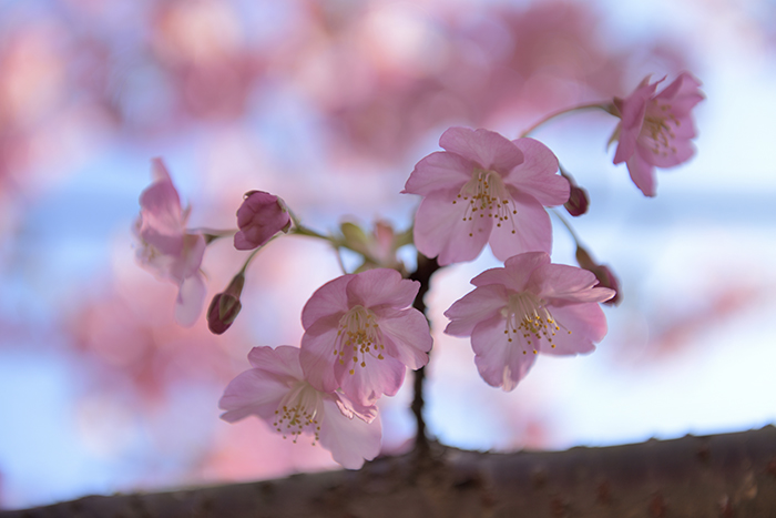 河津桜可憐