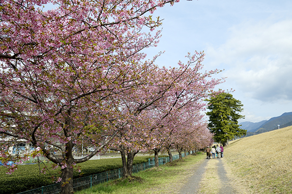 桜は葉桜寸前でした