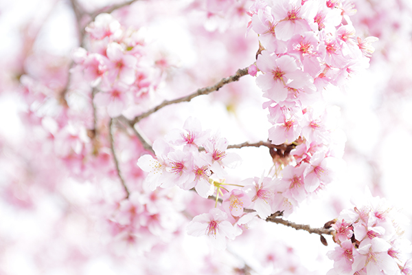 美和桜