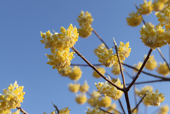 ミツマタの花咲く