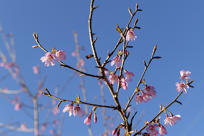 フジサクラの花がお出迎え