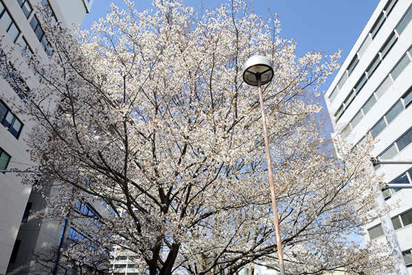 210315aikawa_00001.jpg