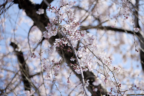 付属の桜