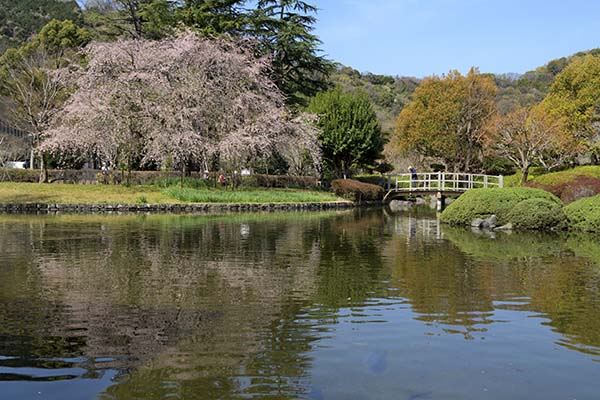 城北公園日本庭園から枝垂れ桜