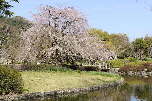 写生ポイントからの桜