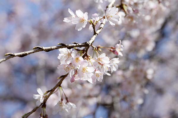 小ぶりな桜がきれいです