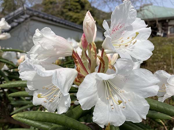 白いシャクナゲ咲く寺院