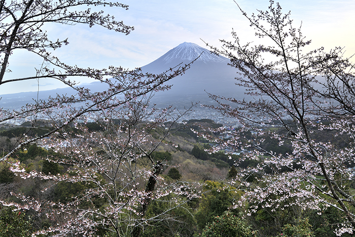 明星山の桜