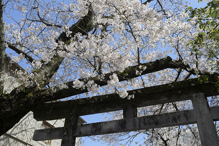 一加番神社の桜、今年も撮れました