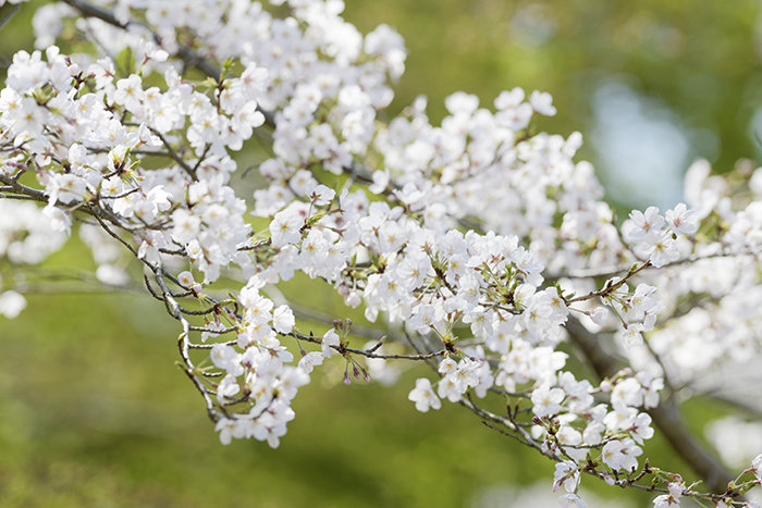 桜が見頃です