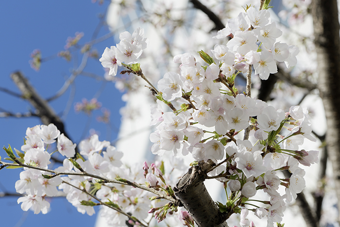 元佐橋産婦人科の山桜