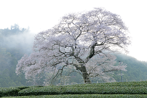 雲海と牛代水目桜