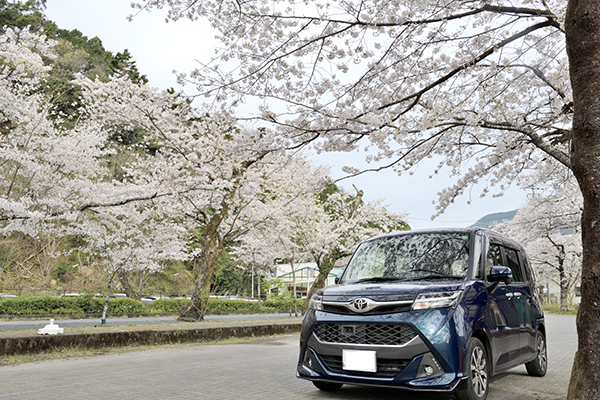 桜のトンネル